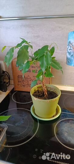 Фикус Бенджамина