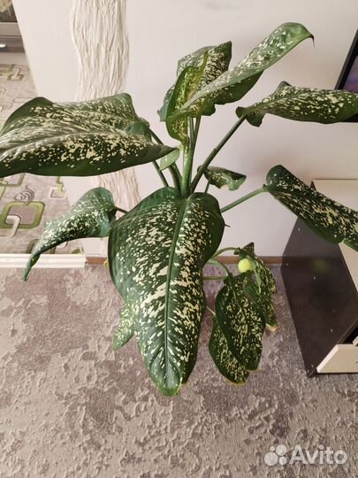 Диффенбахия цветы