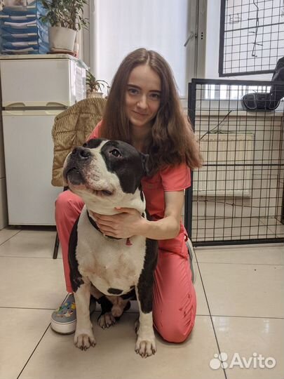 Ветеринар на дом, капельницы, уколы