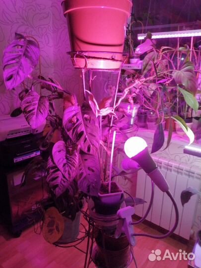 Фитолампа для растений фитолето uniel LED-A60-15W