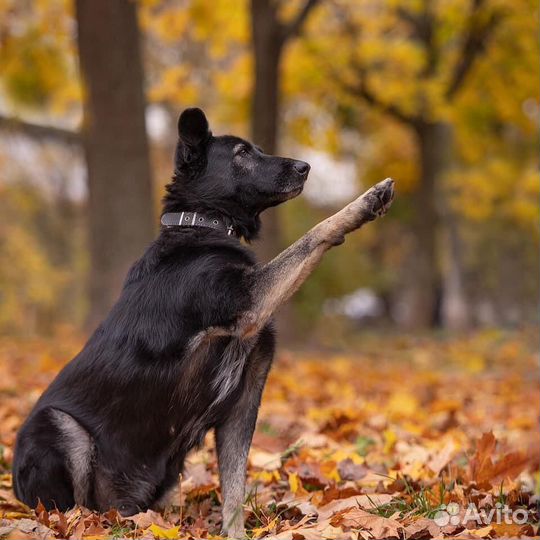 Собака Лима