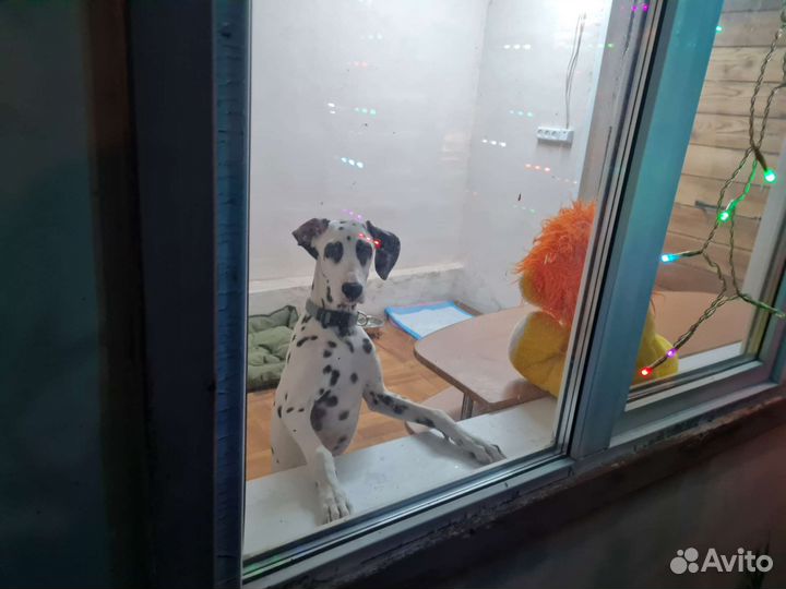 Передержка собак