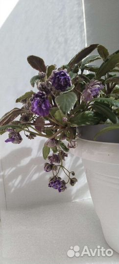 Фиалки трейлеры