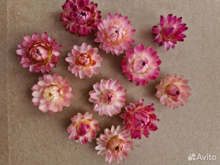 Гелихризум сухоцвет