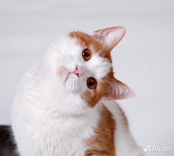 Кот Тим в добрые руки