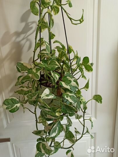 Сциндапсус N'Joy (взрослое растение)