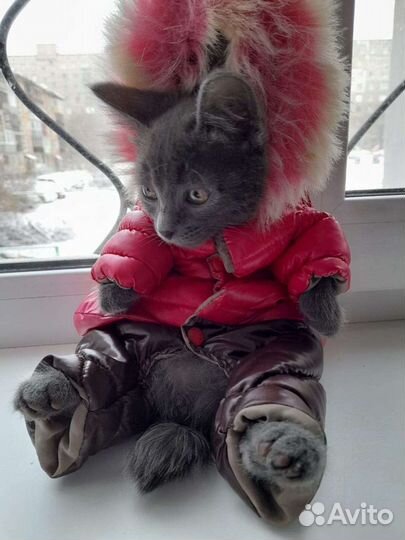 Комбинезон зимний для собаки