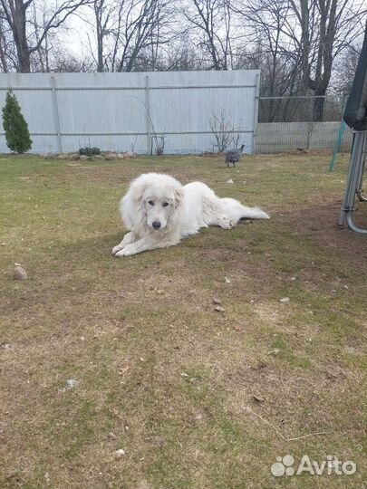 Пиренейская горная собака