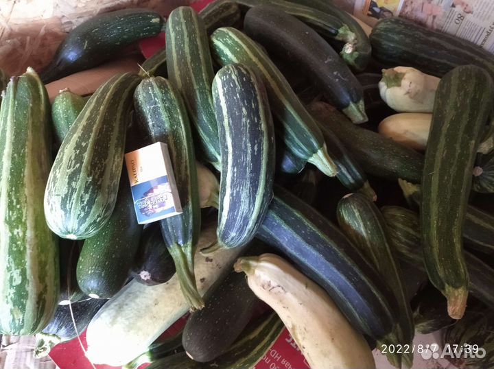 Помидоры-яблоки