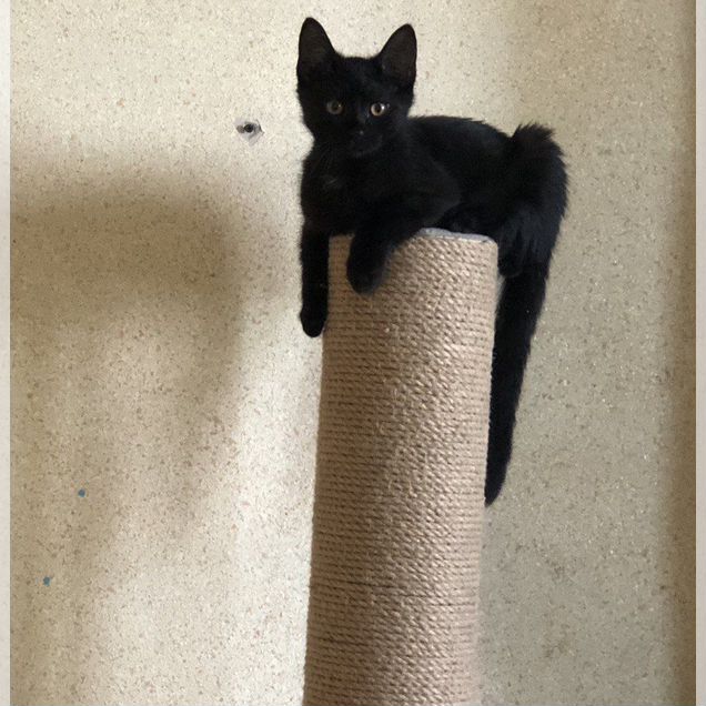Котёнок в добрые руки
