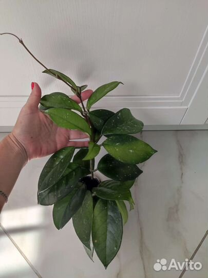 Филодендроны сортовые