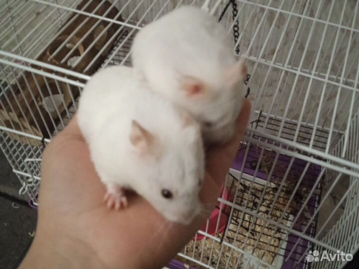 Отдам хомяка с клеткой