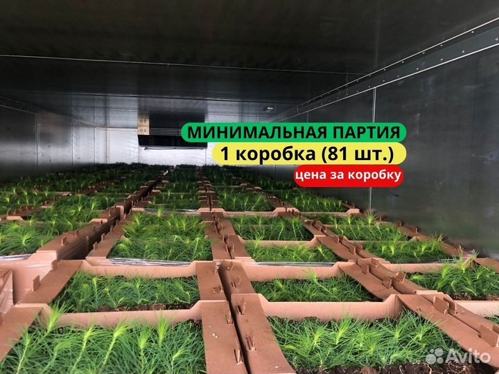 Саженцы сосны зкс в розницу