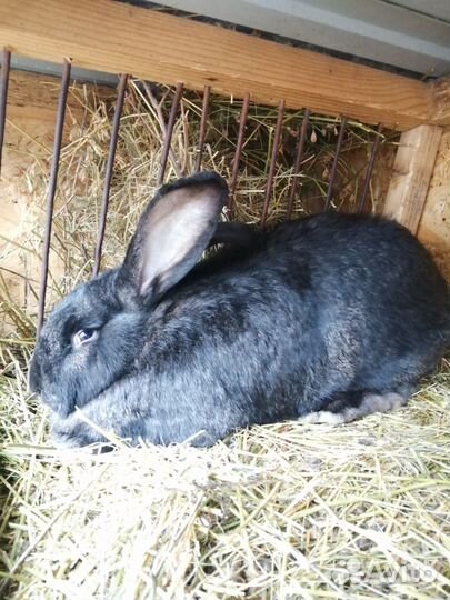 Кролики мясных пород
