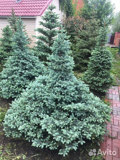 Голубые ели экстра класса Ландшафт Освещение