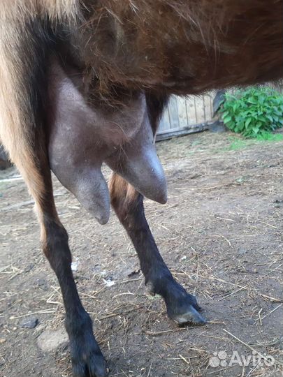 Коза дойная