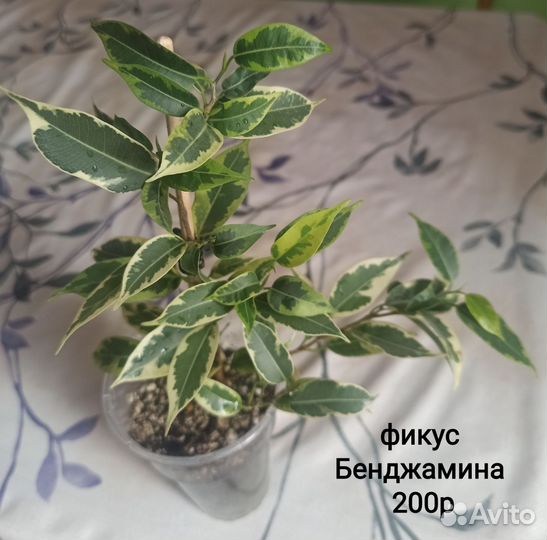 Комнатные растения