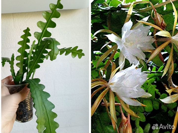 Домашние растения