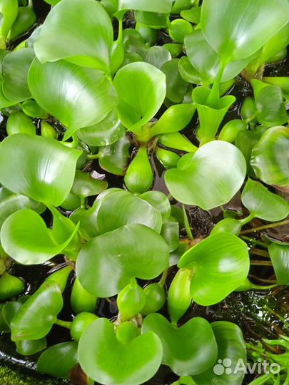 Водные растения для аквариумов и бассейнов