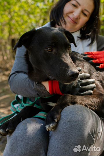 Некрупный щенок-подросток Аки в добрые руки