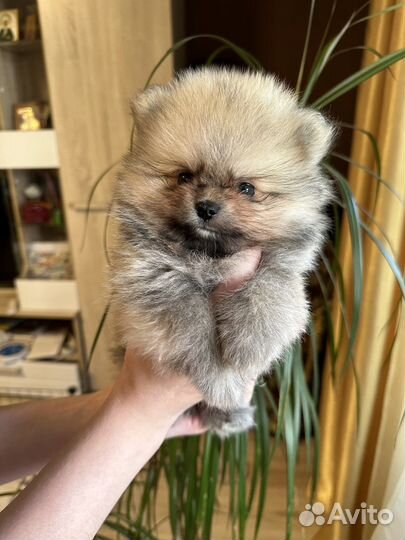 Померанский шпиц