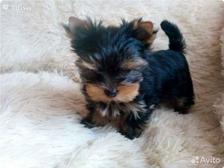 Йоркширский терьер, мини девочка