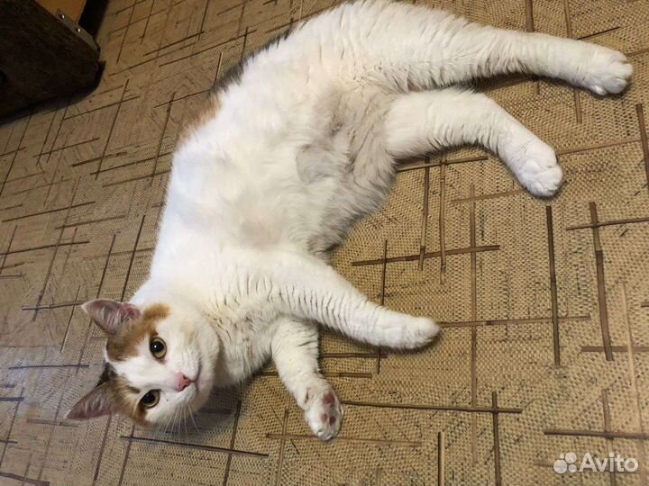 Домашние кошки