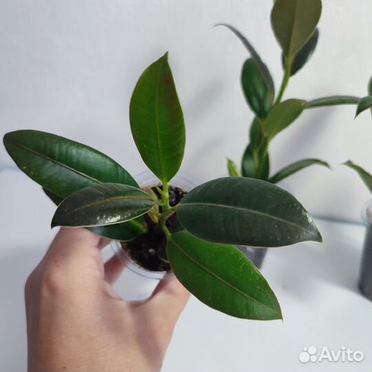 Фикус каучуконосный Мелани