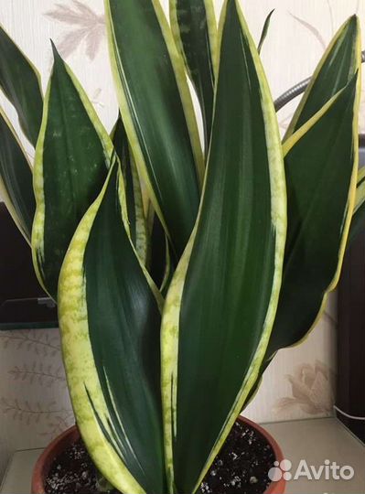 Сансевиерия Блек Голд