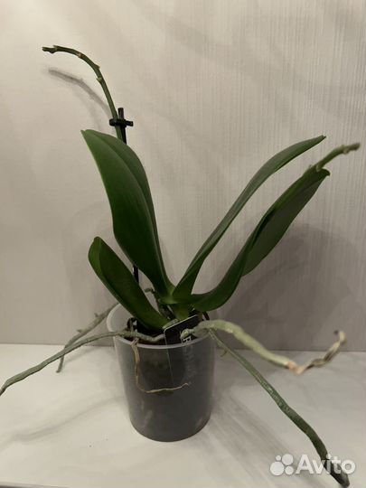 Орхидея Tinu Melissa (отцвела)