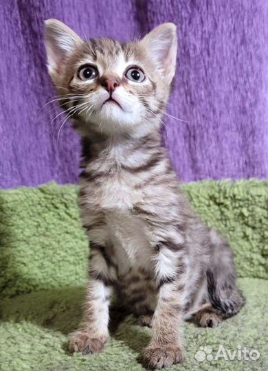 Котенок 1.5 месяца