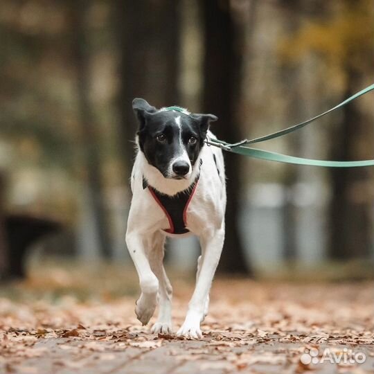 Красавица Грея в поисках дома и хозяина