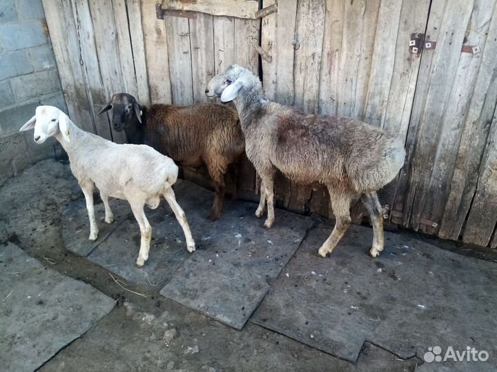 Курдючные бараны