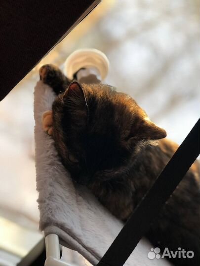 Отдам в добрые руки кошку