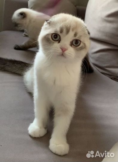 Чистокровные малыши