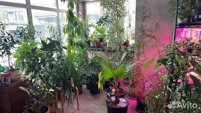 Комнатные растения цветы большие