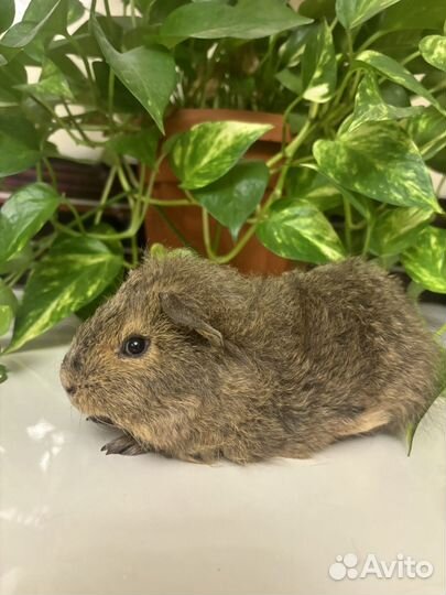 Морские свинки - тэдди очаровашки