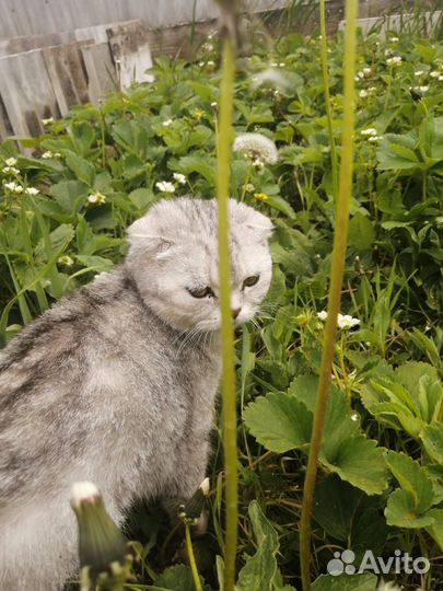 Шотландская