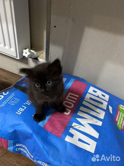 Отдам котенка в добрые руки