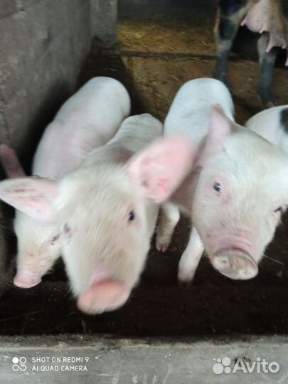 Поросенок ландрас