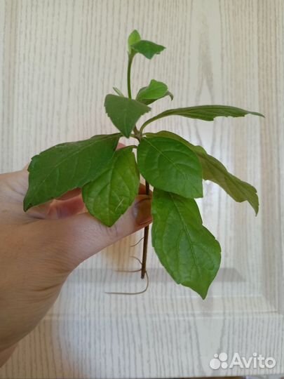 Красивоцветущие клеродендрум и якобиния