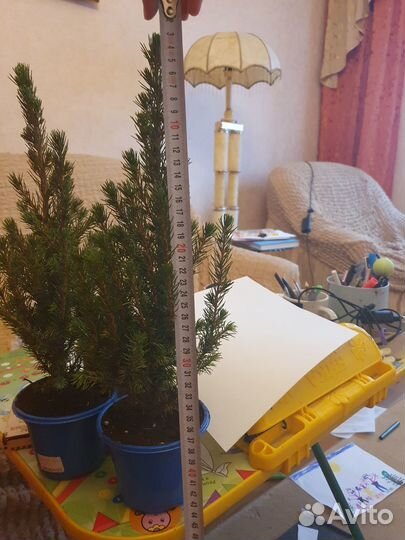 Ель канадская konica