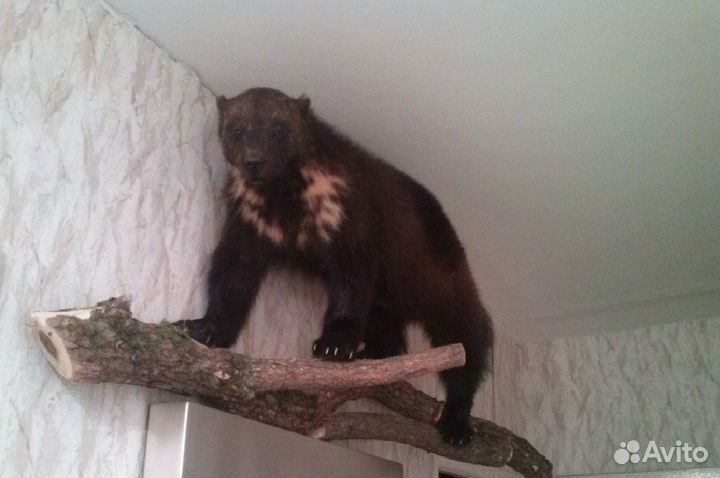 Чучела зверей и птиц