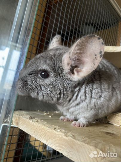 Шиншилла с витриной