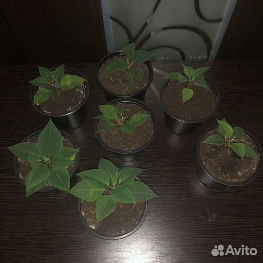 Пуансеттия отростки