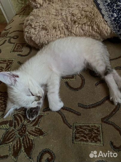 Котёнок девочка в добрые руки