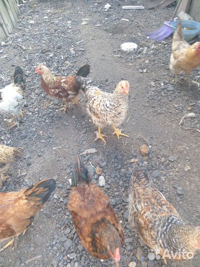 Молодые петухи