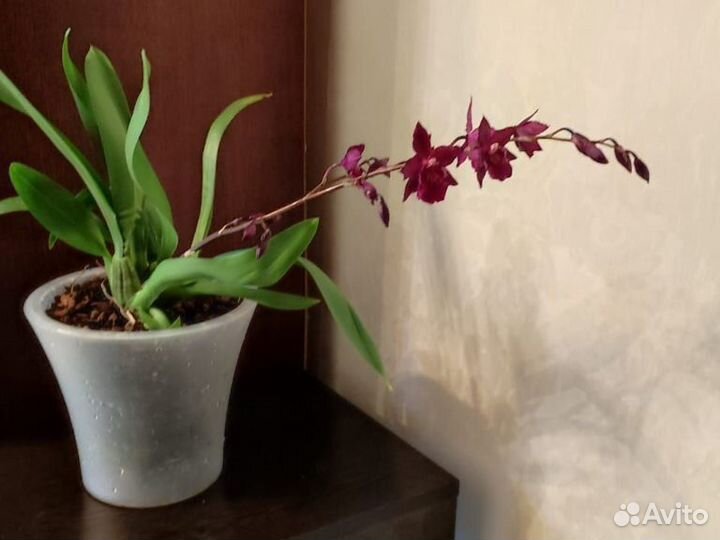 Орхидея камбрия ароматная