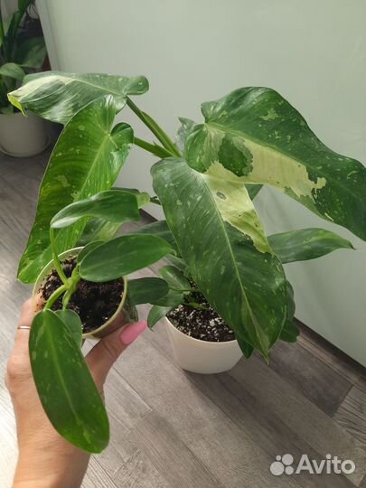 Комнатные растения