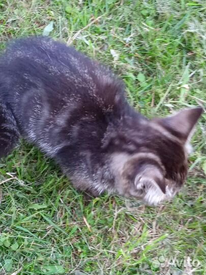 Котята. Контактные, девочки, ласковые, Ищут семью